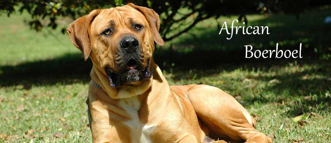 African Boerboel Puppies for Sale in Lancaster, PA