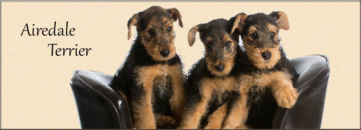 Airedale Terrior Puppies for Sale in Lancaster, PA