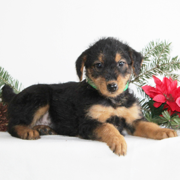 airedale terrior Puppies Lancaster, PA