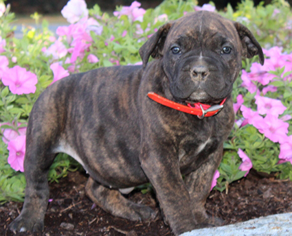 African Boerboel Puppies for sale in Lancaster, PA