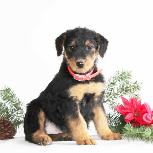 airedale terrior Puppies Lancaster, PA