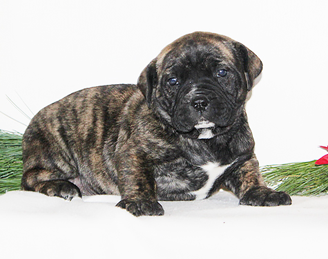 African Boerboel Puppies for sale in Lancaster, PA